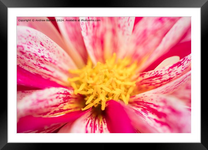 Macro of a pink Chrysanthemum Framed Mounted Print by Andrew Bartlett