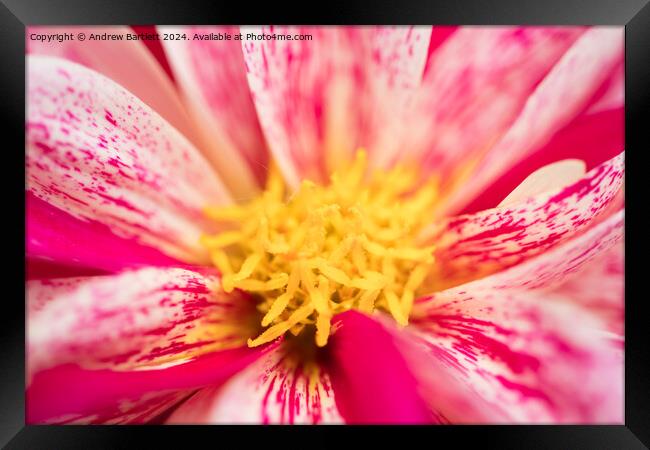 Macro of a pink Chrysanthemum Framed Print by Andrew Bartlett