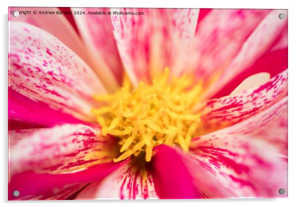 Macro of a pink Chrysanthemum Acrylic by Andrew Bartlett