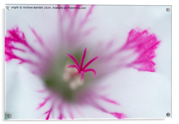 Macro of a whiteGeranium Acrylic by Andrew Bartlett