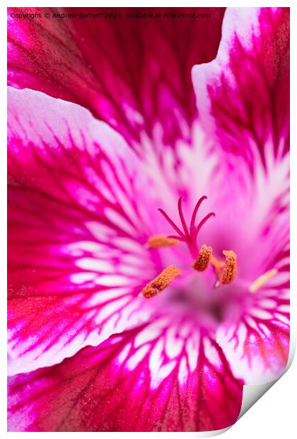 Macro of a pink Geranium Print by Andrew Bartlett