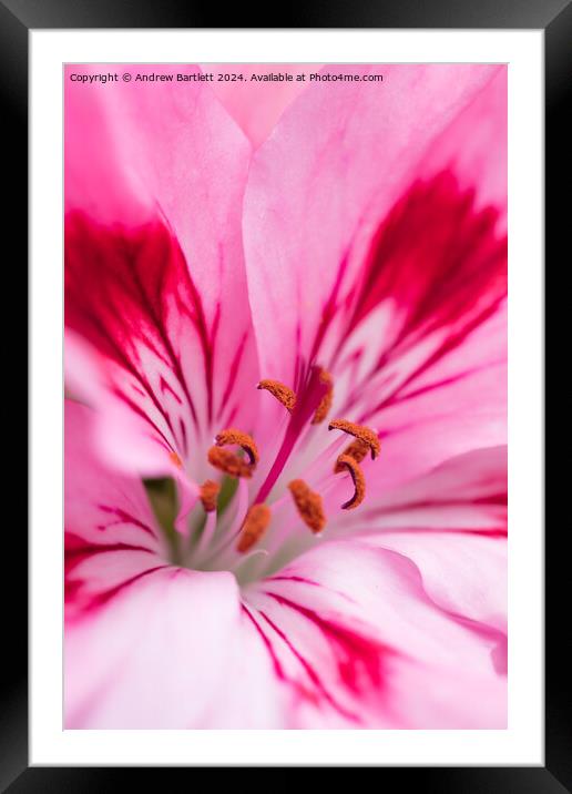 Macro of a pink Geranium Framed Mounted Print by Andrew Bartlett