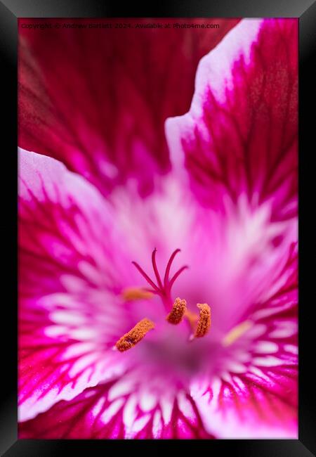 Macro of a pink Geranium Framed Print by Andrew Bartlett