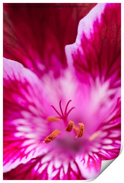 Macro of a pink Geranium Print by Andrew Bartlett