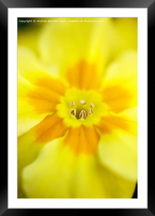 Macro of a Polyanthus Framed Mounted Print by Andrew Bartlett