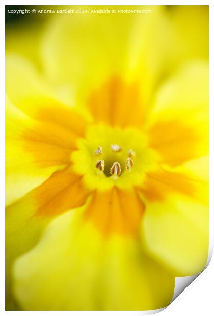 Macro of a Polyanthus Print by Andrew Bartlett