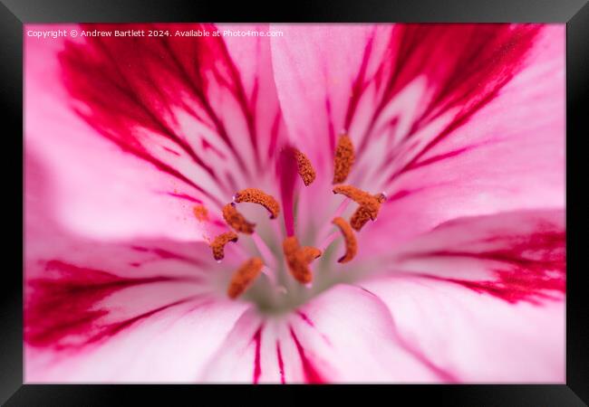 Macro of a pink Geranium Framed Print by Andrew Bartlett