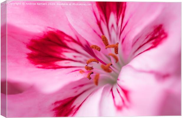 Macro of a pink Geranium Canvas Print by Andrew Bartlett