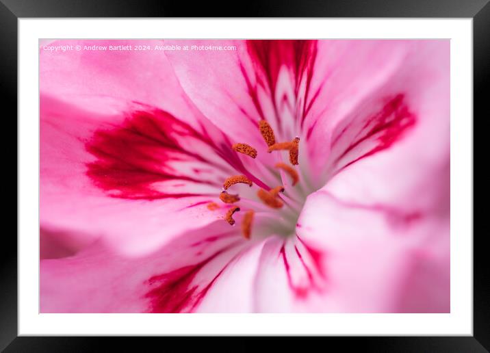 Macro of a pink Geranium Framed Mounted Print by Andrew Bartlett
