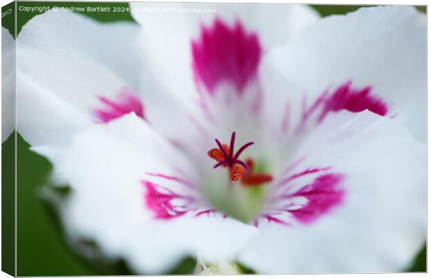 Macro of a white Geranium Canvas Print by Andrew Bartlett