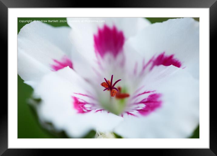 Macro of a white Geranium Framed Mounted Print by Andrew Bartlett