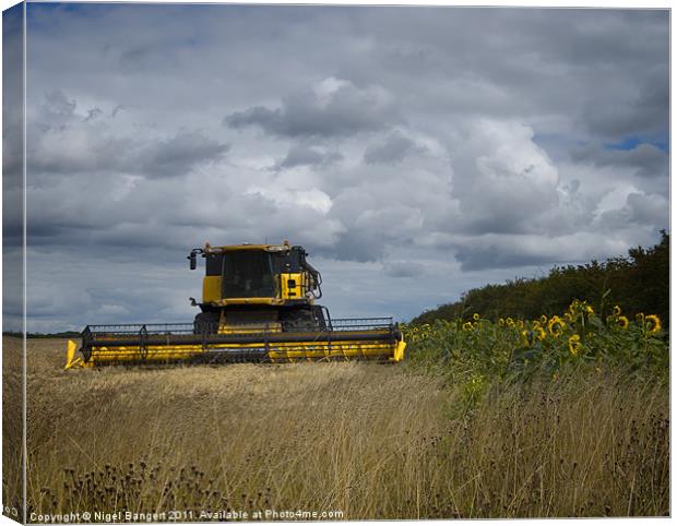 Combine and Sunflowers Canvas Print by Nigel Bangert