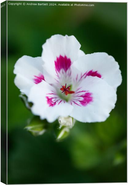 Macro of a white Geranium. Canvas Print by Andrew Bartlett
