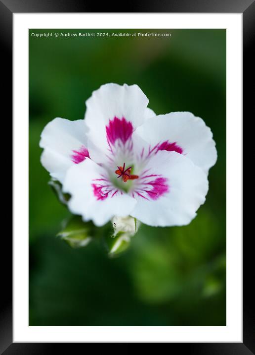 Macro of a white Geranium. Framed Mounted Print by Andrew Bartlett