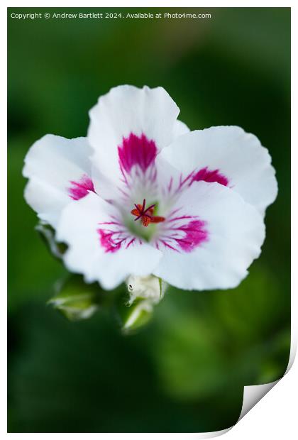 Macro of a white Geranium. Print by Andrew Bartlett