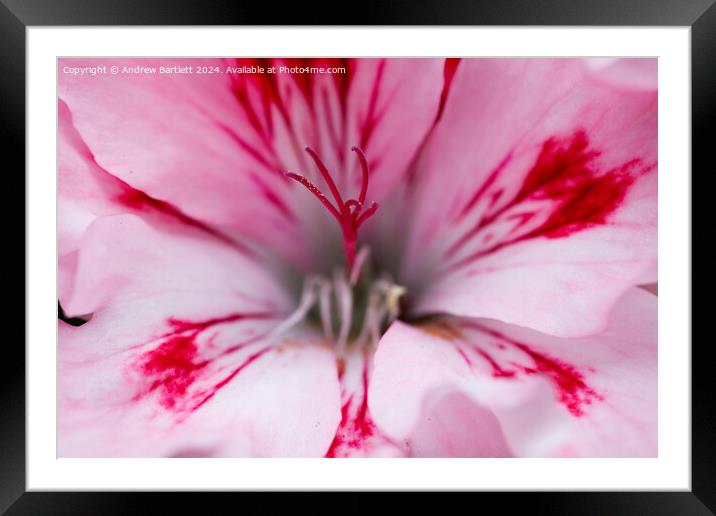 Macro of a pink Geranium Framed Mounted Print by Andrew Bartlett