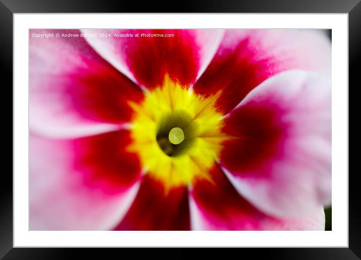 Macro of a pink Polyanthus Framed Mounted Print by Andrew Bartlett
