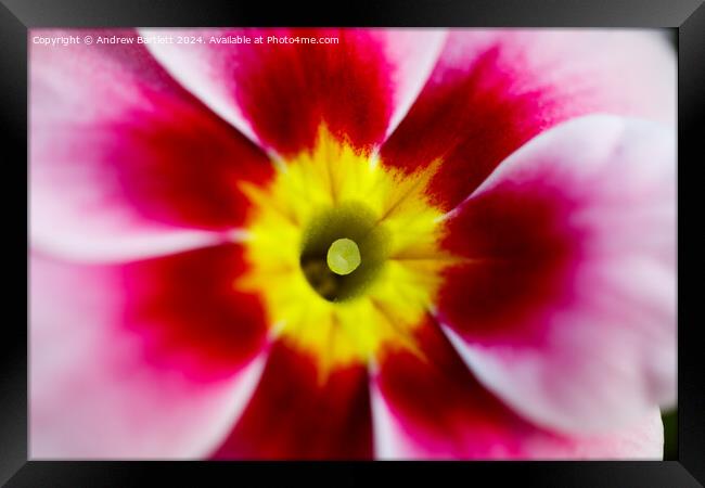 Macro of a pink Polyanthus Framed Print by Andrew Bartlett