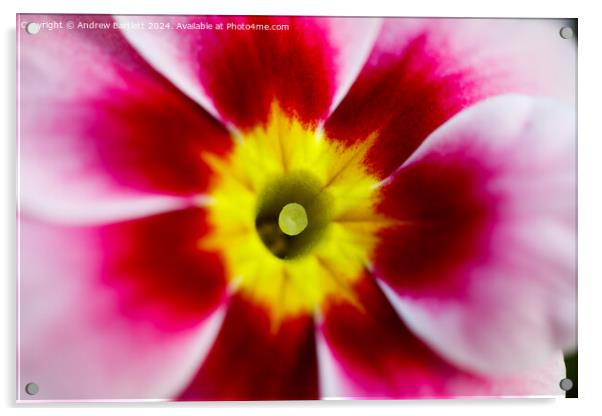 Macro of a pink Polyanthus Acrylic by Andrew Bartlett