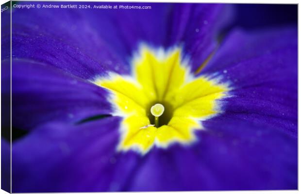 Macro of a purple Polyanthus. Canvas Print by Andrew Bartlett