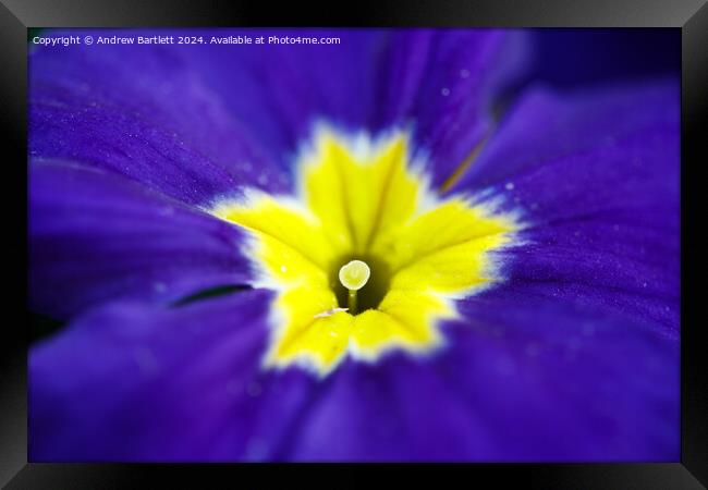 Macro of a purple Polyanthus. Framed Print by Andrew Bartlett