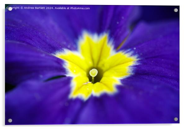 Macro of a purple Polyanthus. Acrylic by Andrew Bartlett