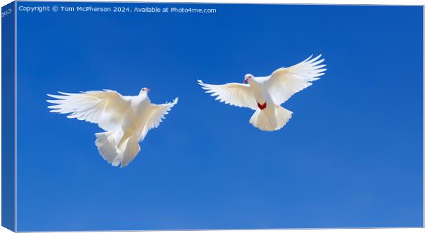 White Doves of Peace Canvas Print by Tom McPherson