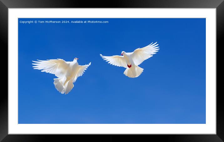 White Doves of Peace Framed Mounted Print by Tom McPherson