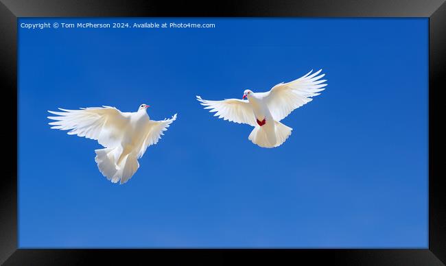 White Doves of Peace Framed Print by Tom McPherson