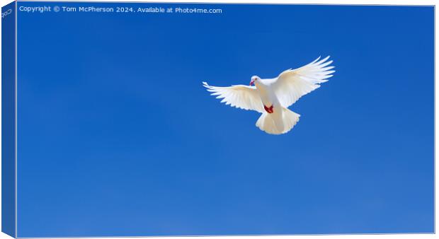 White Dove of Peace Canvas Print by Tom McPherson