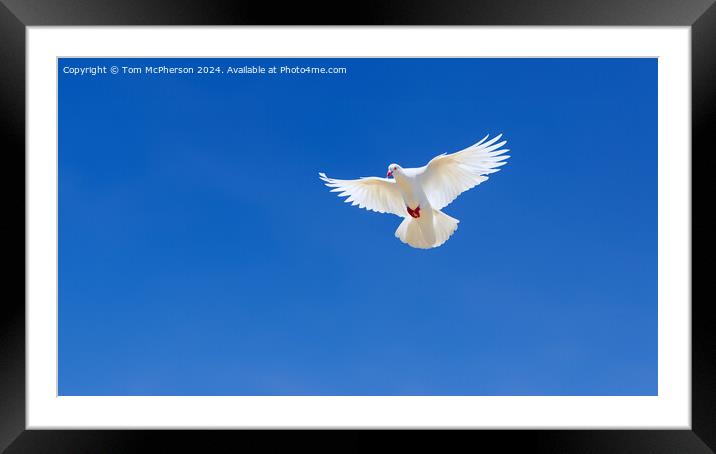 White Dove of Peace Framed Mounted Print by Tom McPherson