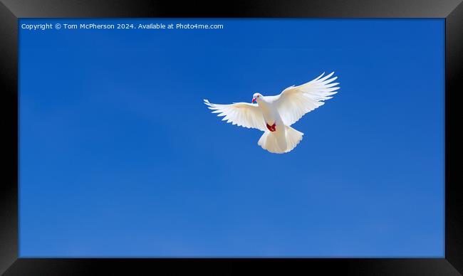 White Dove of Peace Framed Print by Tom McPherson