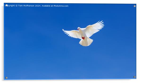 White Dove of Peace Acrylic by Tom McPherson