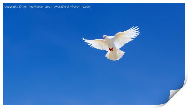 White Dove of Peace Print by Tom McPherson