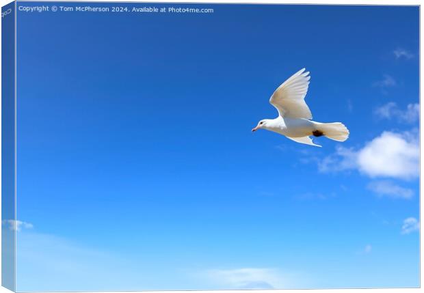 White Dove of Peace Canvas Print by Tom McPherson