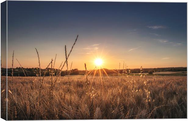 Shining through the wheat field Canvas Print by Dejan Travica