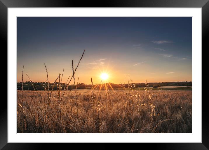 Shining through the wheat field Framed Mounted Print by Dejan Travica