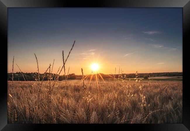 Shining through the wheat field Framed Print by Dejan Travica