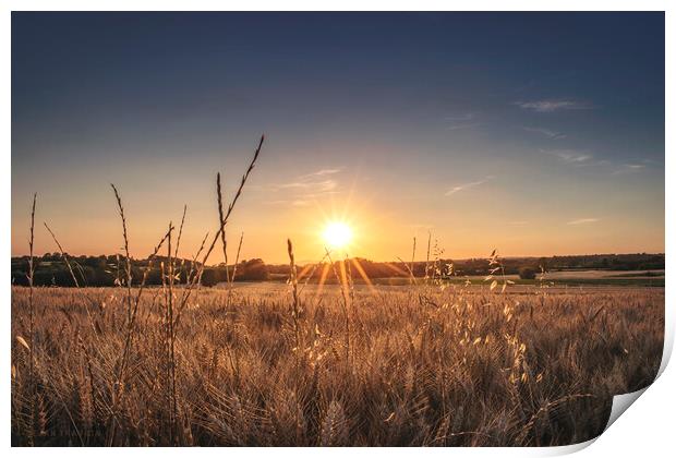 Shining through the wheat field Print by Dejan Travica