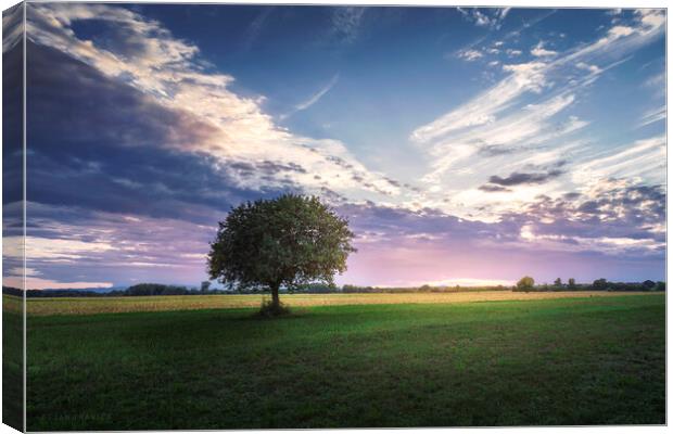 Lonely tree in the middle of green field Canvas Print by Dejan Travica