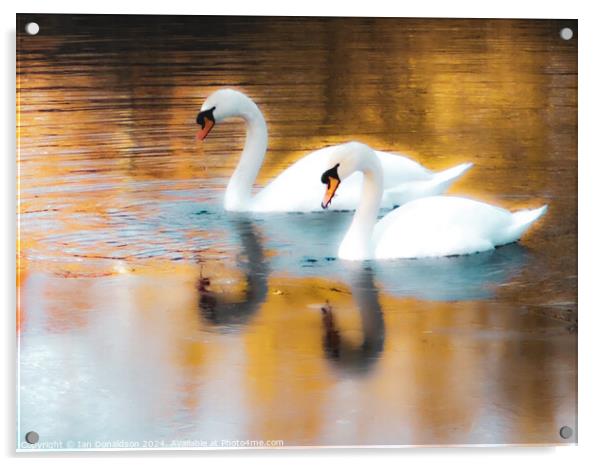 Swanning Around  Acrylic by Ian Donaldson