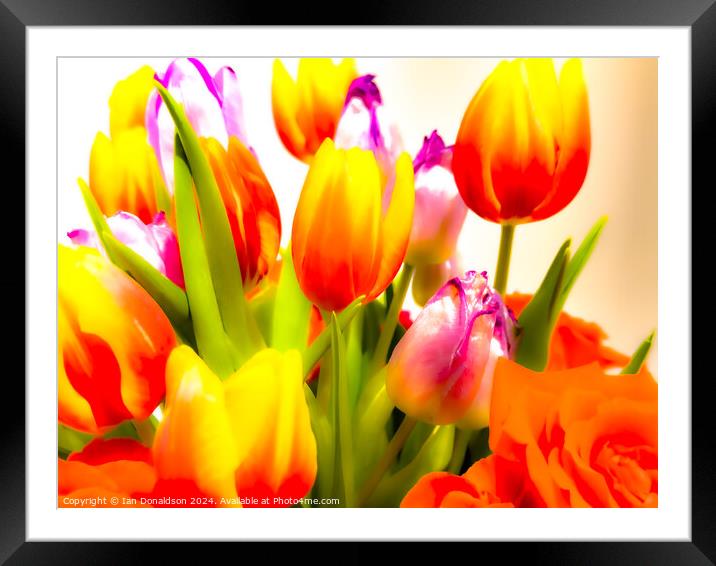 Tulips Framed Mounted Print by Ian Donaldson