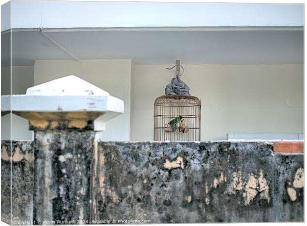 Bird in Cage Canvas Print by Kevin Plunkett