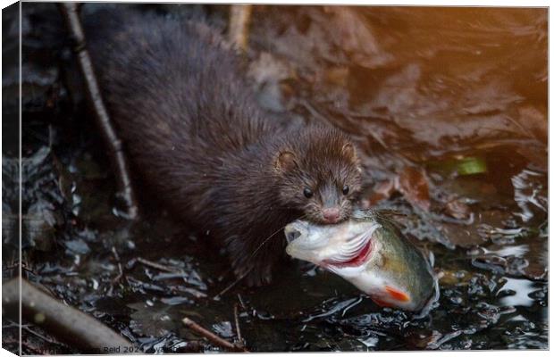 American Mink fishing and eating a perch fish  Canvas Print by Helen Reid