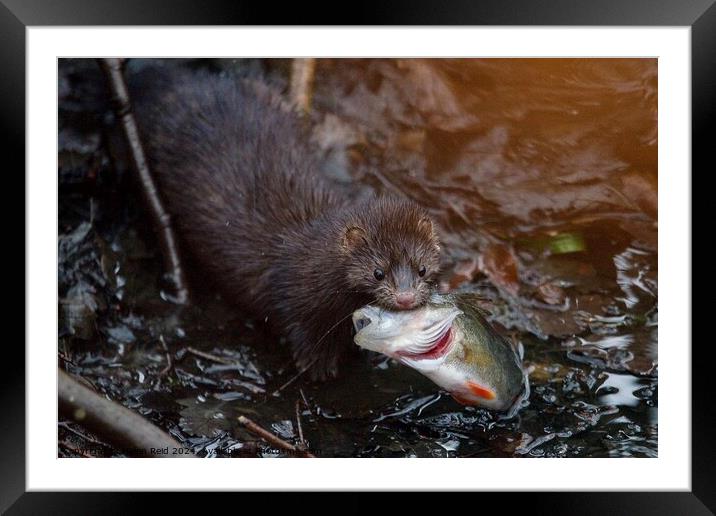 American Mink fishing and eating a perch fish  Framed Mounted Print by Helen Reid