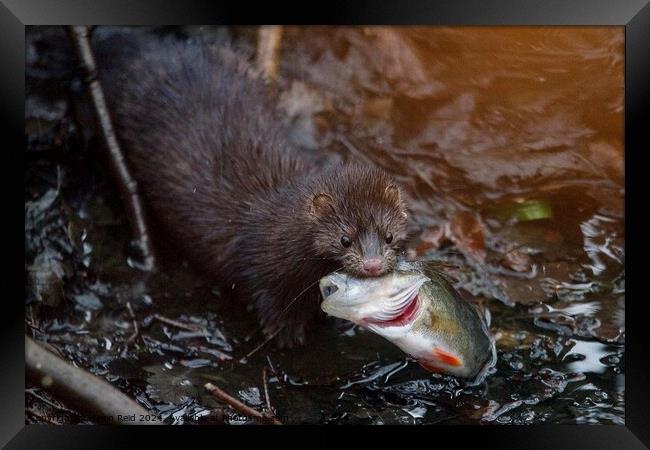 American Mink fishing and eating a perch fish  Framed Print by Helen Reid
