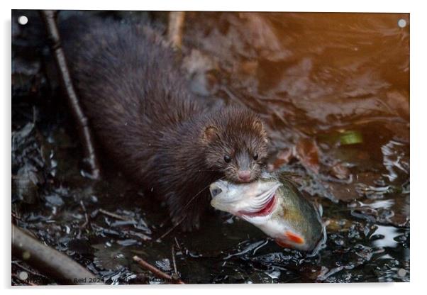 American Mink fishing and eating a perch fish  Acrylic by Helen Reid