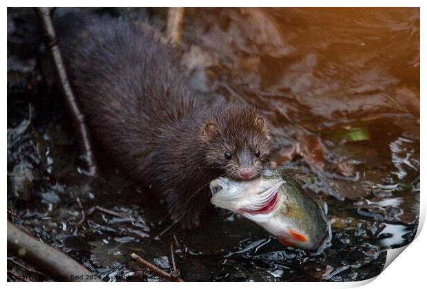 American Mink fishing and eating a perch fish  Print by Helen Reid