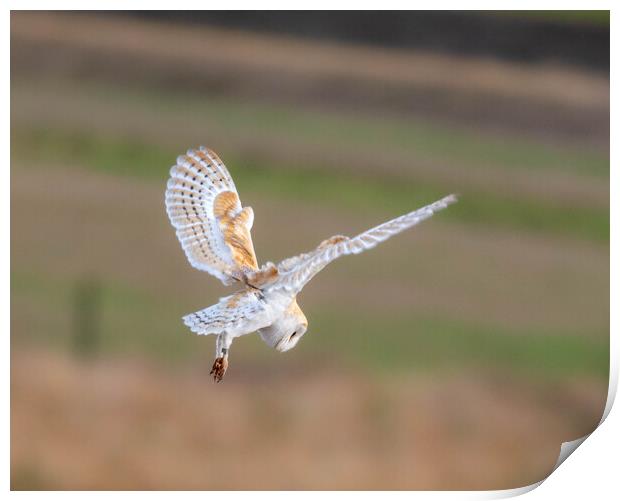 Barn Owl in flight Print by Brett Pearson