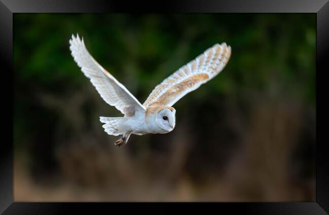 Barn Owl in flight Framed Print by Brett Pearson